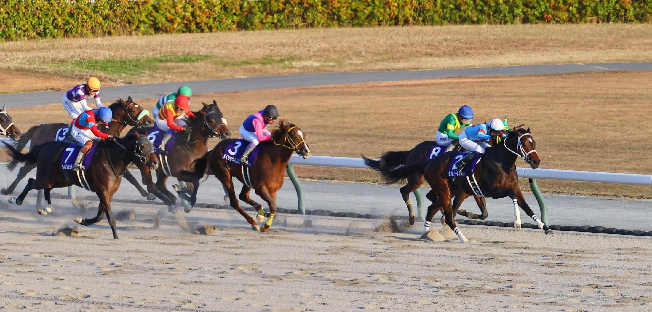 【チャンピオンズＣ】ハギノアレグリアス現役引退　１１番人気で６着、今後は阪神競馬場で誘導馬になる予定