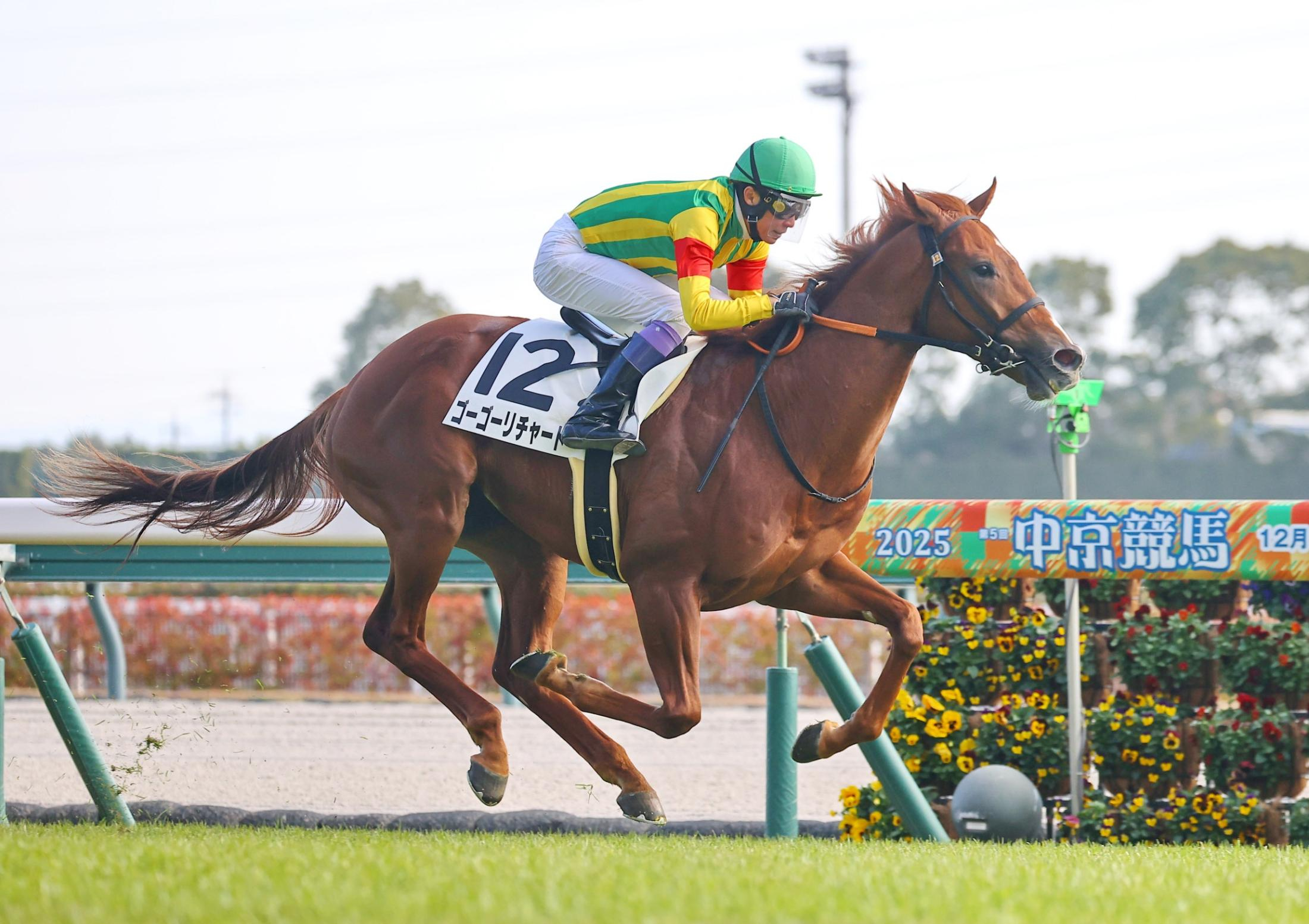 【新馬戦】ゴーゴーリチャード　直線伸びてデビュー星　武豊「いいスピードがあるね」