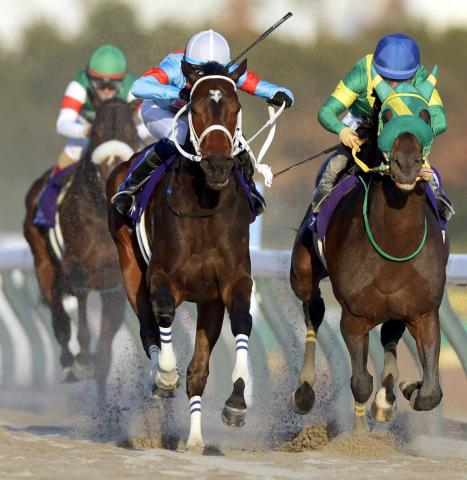 【チャンピオンズC】ウィルソンテソーロ約9センチ差届かず…3年連続2着　高木調教師「力を示してくれました」