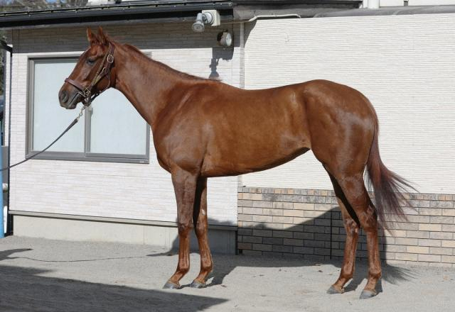 【阪神JF】アルバンヌ90点「鋭」　前進気勢の強さ