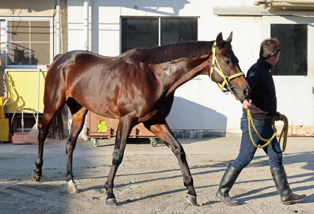 【注目馬動向】チャンピオンズCで鼻差2着惜敗のウィルソンテソーロはフェブラリーSが本線　サウジカップも登録の予定