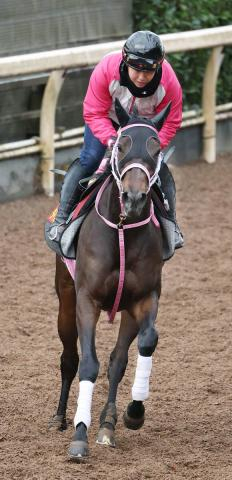 【阪神JF】「状態は上がってるんちゃうかな」陣営も自信あり!　タイセイボーグ インディチャンプ産駒初のG1制覇だ　