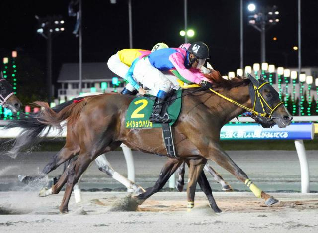 【注目馬動向】メイショウハリオは予定通り、チャンピオンズCを最後に引退　岡田調教師「無事に終えられてホッと」