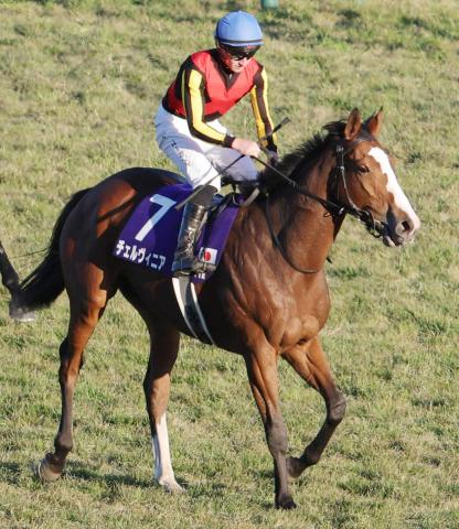 【注目馬動向】マイルCS10着のチェルヴィニアは東京新聞杯か中山記念を視野に調整中