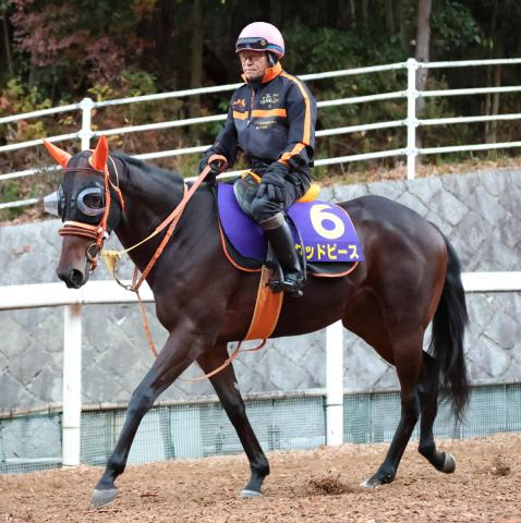 【朝日杯FS・ヤマタケの特注馬】牡馬も高野厩舎!　圧巻だったデビューVの阪神に戻るグッドピースは侮れない