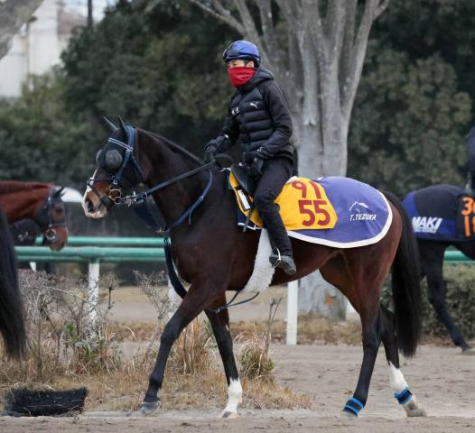 【ターコイズステークス展望】実績最上位のボンドガールが中心　牝馬限定戦ならウンブライルも好勝負