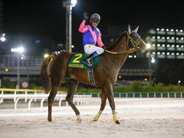 【先週のJRA抹消馬】JpnI・4勝のメイショウハリオ、22年ホープフルS覇者ドゥラエレーデなど