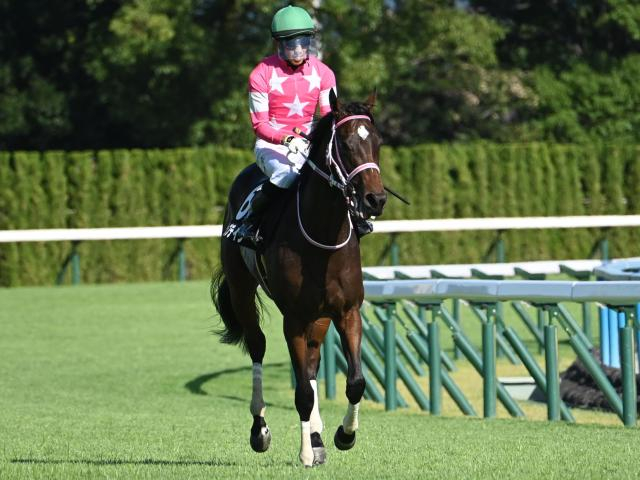 【ターコイズS想定騎手】ビップデイジーは西村淳也騎手、チェルビアットは戸崎圭太騎手