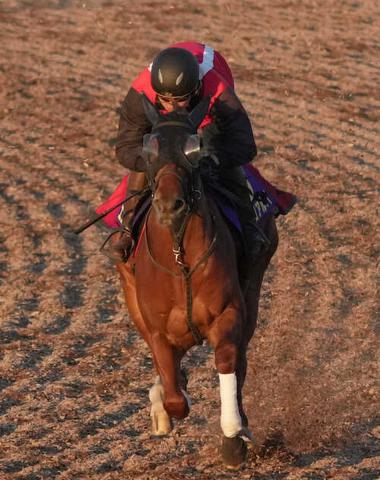 【朝日杯FS】エコロアルバ　右回り不安なし　田村師「楽しみ」