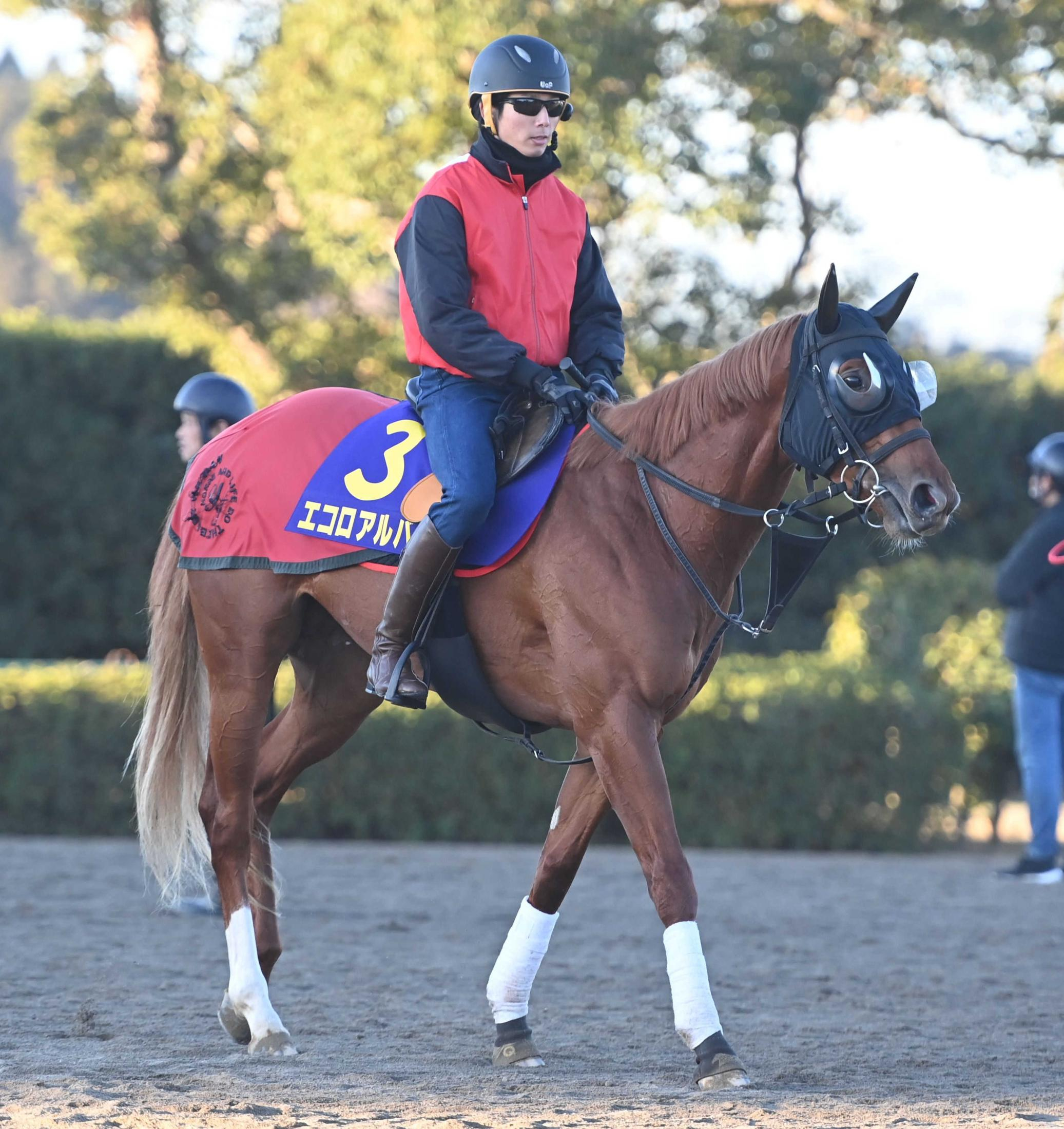 【朝日杯ＦＳ】エコロアルバが堂々主役　圧巻の末脚に田村師「なかなかこんな馬には巡り合えない」　調整も万全