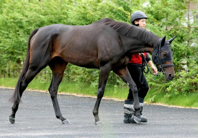 【ターコイズS】活気みなぎる動きで絶好調の6歳馬ドロップオブライト　福永調教師も「よう動いてるわ」と笑顔