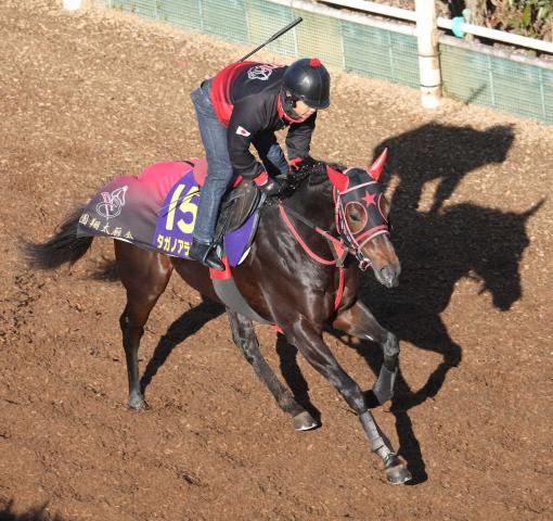 【朝日杯FS】タガノアラリア　中3週も疲れ見せず　自然体アピール「相手は強いが楽しみ」