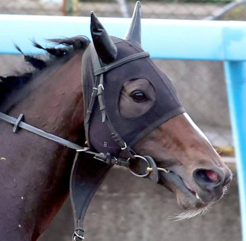 有馬記念のスティンガーグラスは出馬投票をせず回避へ　馬主のエムズレーシングが公式Xで発表