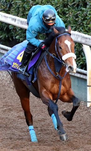 【朝日杯FS】カヴァレリッツォは58秒0の遅い時計も吉岡厩舎流　吉岡調教師「非常によかったです」