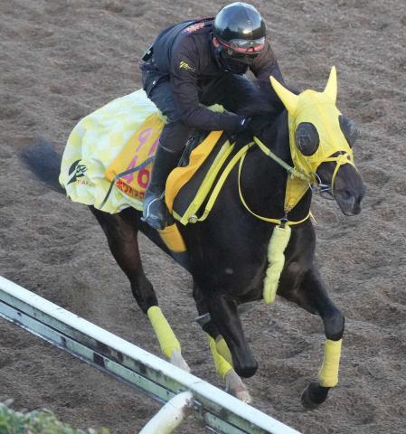 【ターコイズS】ホウオウラスカーズ　坂路いっぱい4F53秒7　高木師「条件合っているし楽しみ」