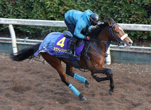 【朝日杯FS】カヴァレリッツォ　軽めの仕上げ　吉岡師「阪神は向いている」