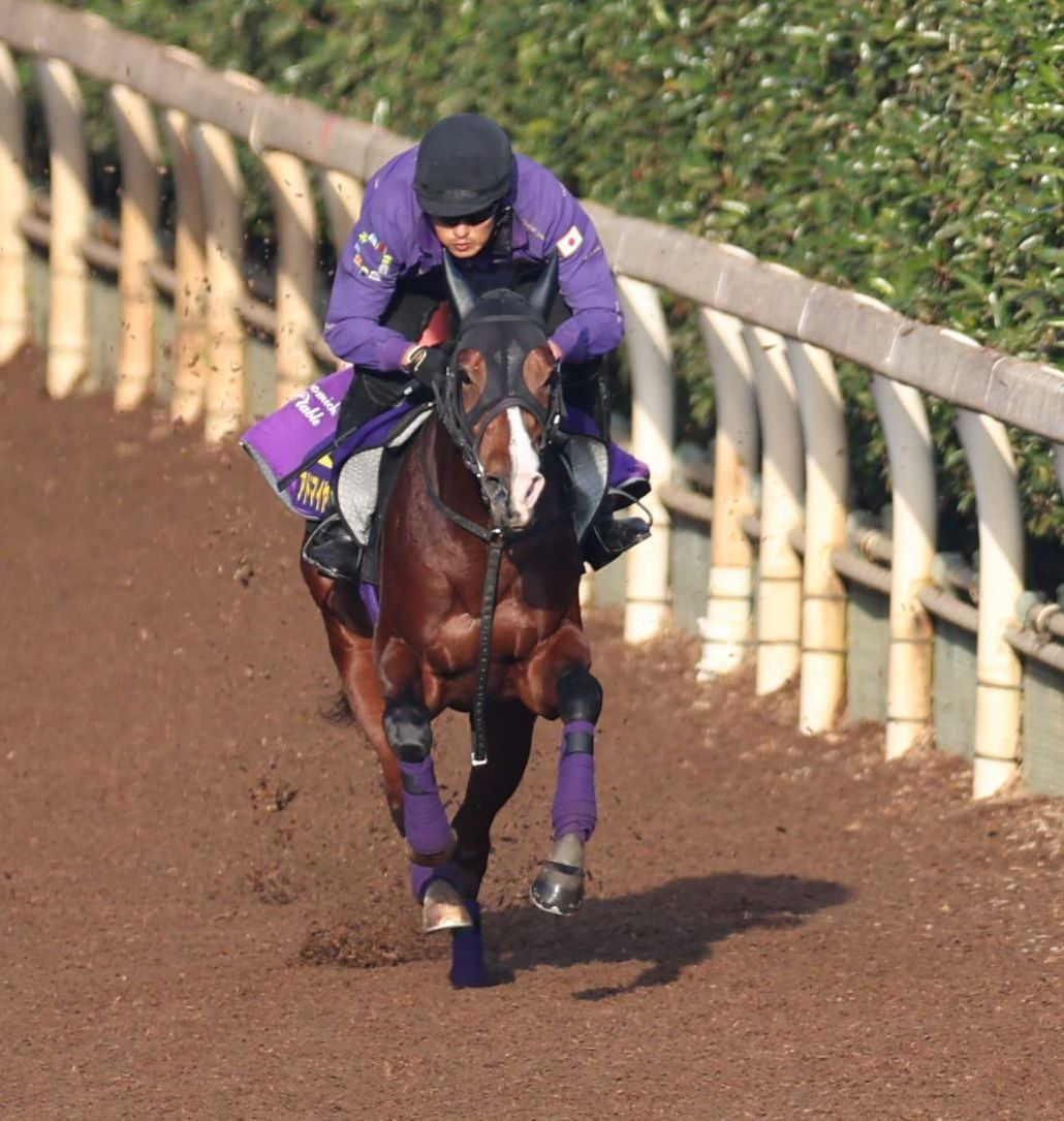 【朝日杯ＦＳ】アドマイヤクワッズ　無傷戴冠へ万全　友道師「いい状態で臨める」阪神外回りマイルにも適性