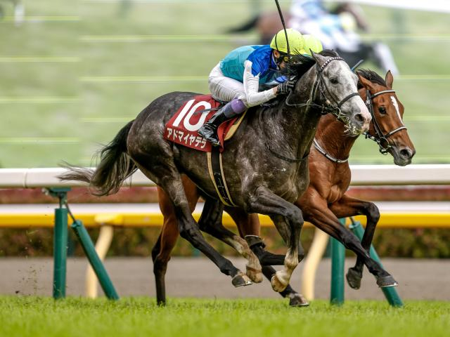 【有力馬動向】落馬のダメージはなし！ アドマイヤテラはいい状態で有馬へ/馬三郎のつぶやき