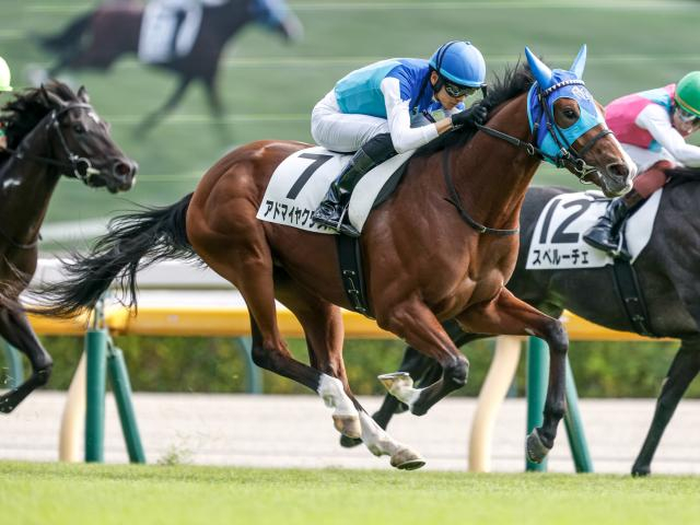 【週末情報】7枠12番のアドマイヤクワッズ 揉まれない外枠は歓迎/馬三郎のつぶやき