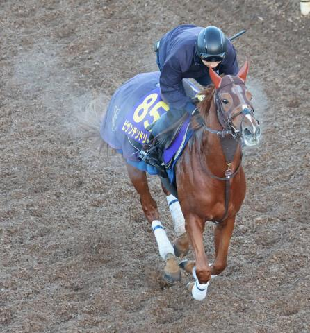 【有馬記念】ビザンチンドリームが左前脚のフレグモーネで回避決定　アラタが繰り上がりへ