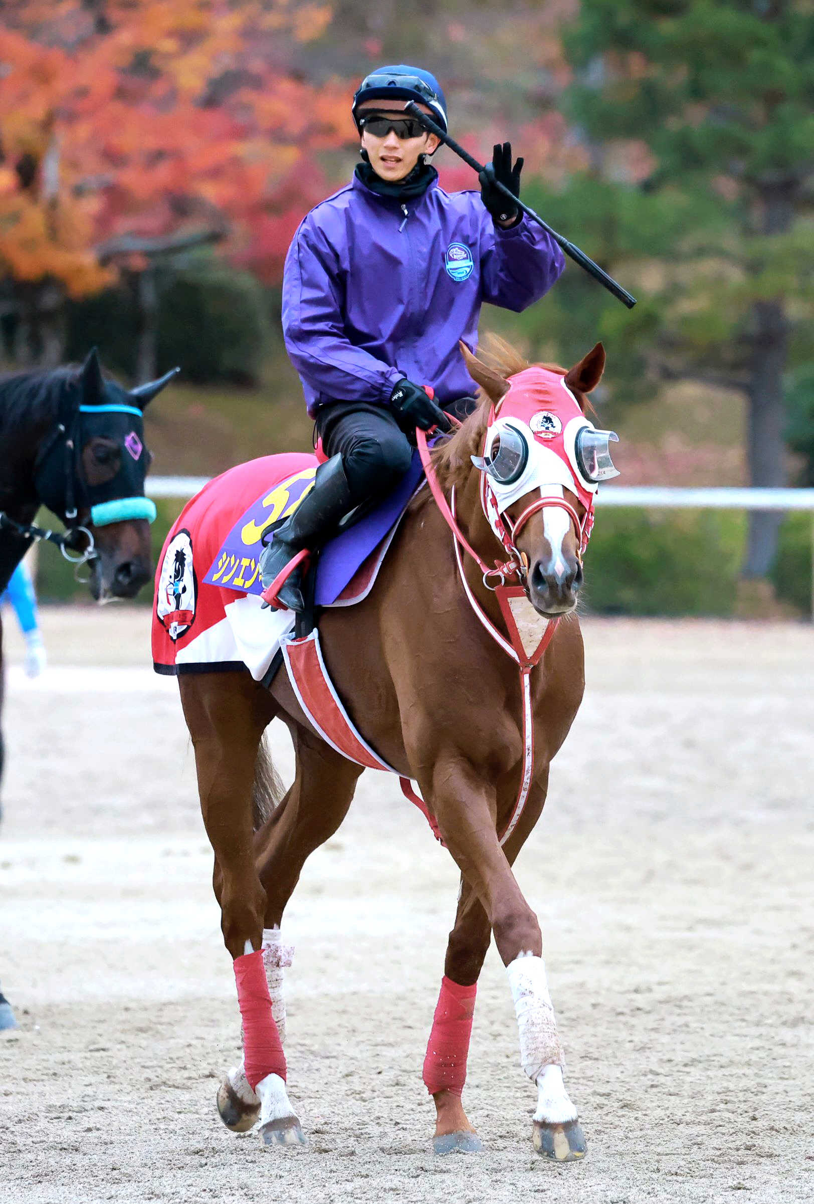 ジャパンＣ８着・シンエンペラーは栗東坂路で単走追い　吉田一助手「体がすごく良くて、一段と迫力を増している」