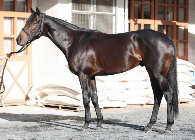 【有馬記念】ミュージアムマイル95点　鋭い目つき、闘争心の表れ