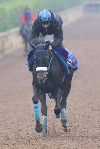 【ホープフルS】ジャスティンビスタは坂路で微調整も好仕上がり　吉岡調教師「前走以上の力を出せる」
