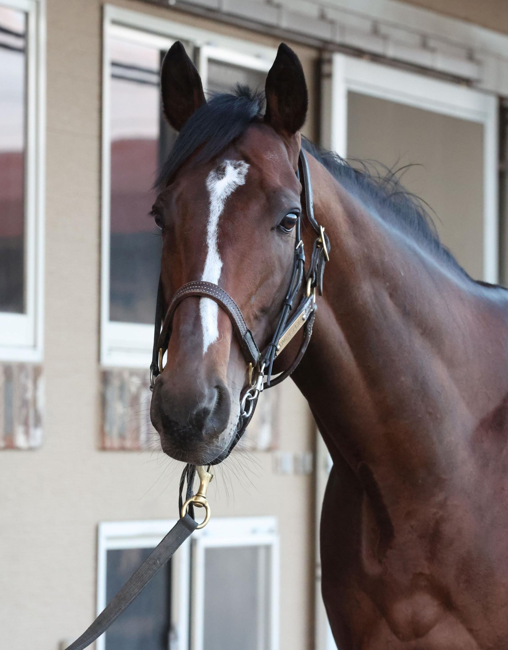 有馬記念回避のスティンガーグラスが木村厩舎から友道厩舎に転厩　モンローウォークは木村厩舎から上村厩舎へ