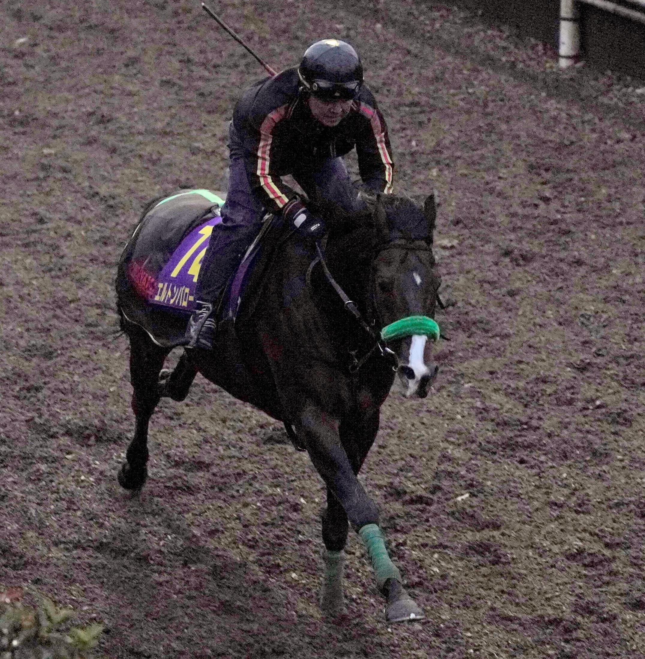 【有馬記念】エルトンバローズはセーブ気味　距離克服を願う杉山晴師「いい精神状態だと」