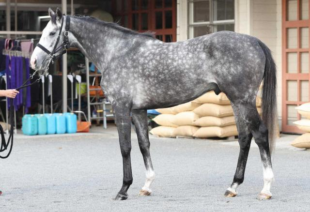 【有馬記念】アドマイヤテラは7枠13番　川田「2歩目でつまずかないようにしたい(笑い)」