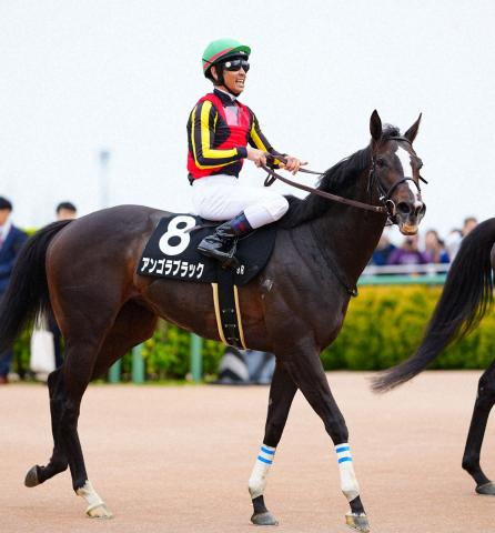 【中山金杯】アンゴラブラック　牡馬相手でも通用　舞台巧者ニシノエージェントにも勝機