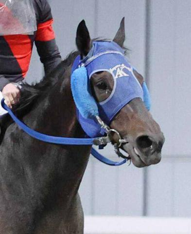 【東京大賞典】20年ぶり地方馬がV　単勝7730円の大井・ディクテオンがJRA勢撃破　1着賞金1億円ゲット