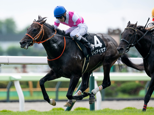 【AI予想・中山金杯】12月から開催が続く中山の馬場がポイント!? 伏兵の一発にも警戒を強める人工知能の本命候補とは