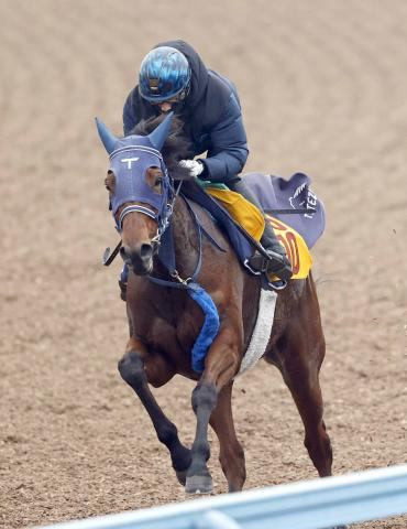【中山金杯】5連勝で重賞初制覇を狙うカネラフィーナが伸びやかなフットワーク　手塚久調教師「馬体が充実」