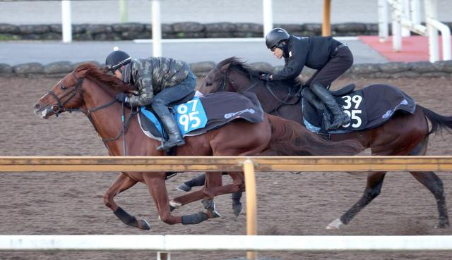 【京都金杯】ビップデイジーとリラボニートが回避　ガイアメンテが繰り上がり