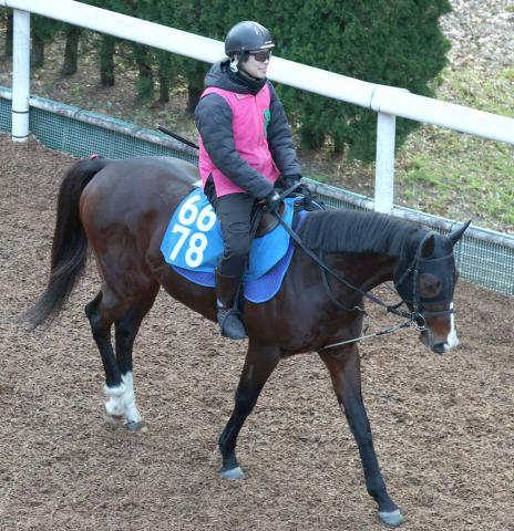 【中山金杯】ウエストナウは気合十分に登坂　佐々木調教師「ムチを入れたらピュッと動いたね」