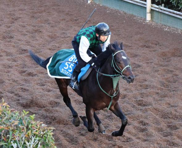 【京都金杯】ランスオブカオス　坂路単走でキビキビ4F54秒6　奥村豊師「いい状態」