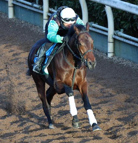 【京都金杯】キープカルム　いっぱいに負荷4F53秒6　中竹師「見た目もいい」