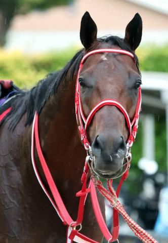 【注目馬動向】フォーエバーヤングは中東遠征へ4日に栗東帰厩　矢作調教師「何の問題もない」