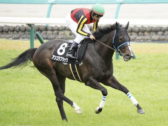 中山も京都も芝は内有利 中山金杯はアンゴラブラックの重賞初制覇に期待