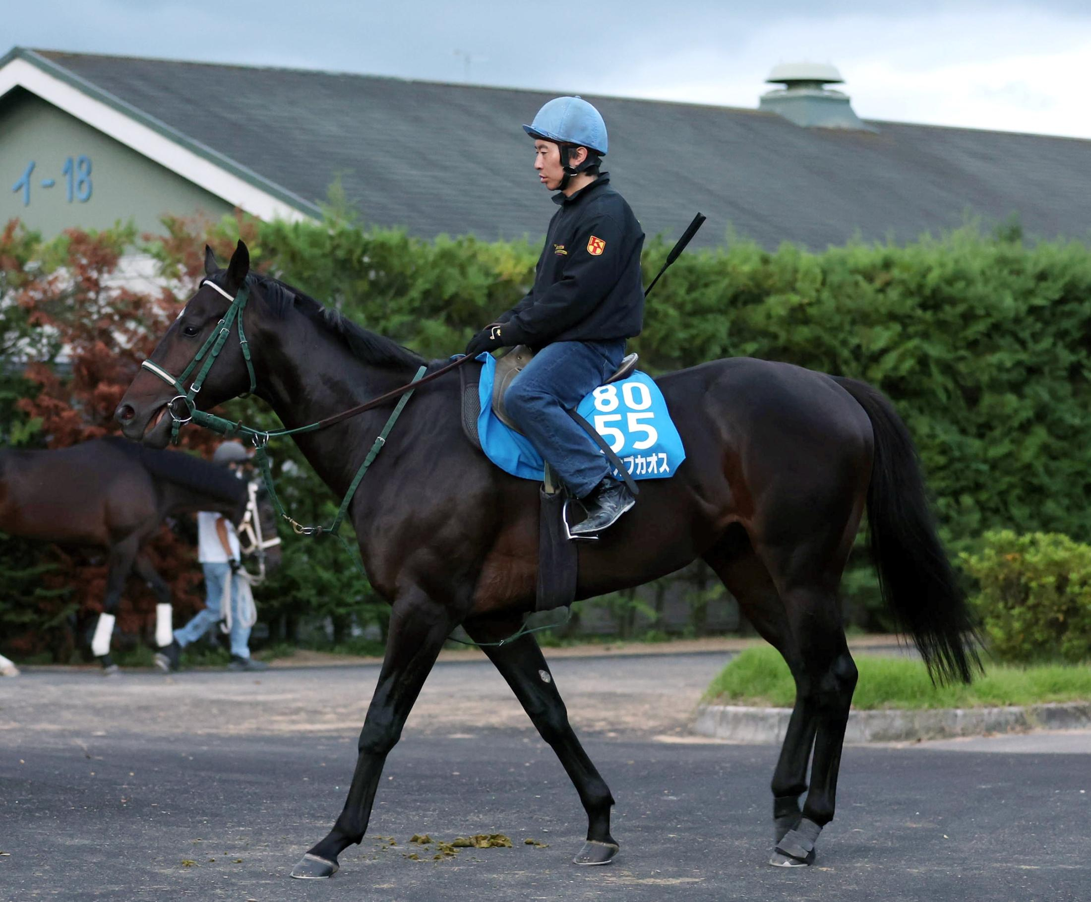 【京都金杯】ランスオブカオス　重賞２勝目に自信　奥村豊師「変わりなく来ていますよ」