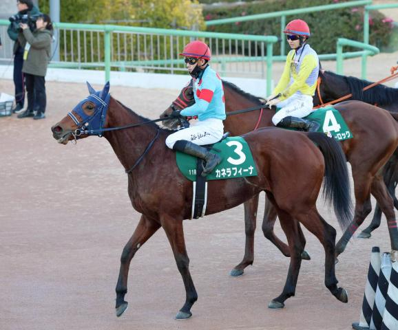 【中山金杯】「もう少しうまく…」4着に敗れたカネラフィーナの石川裕紀人騎手　連勝は4でストップ　