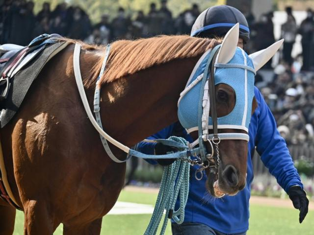 京都芝はステイゴールド系に要注意 万葉Sはメイショウブレゲの復活Vだ