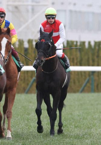 【スポニチ賞京都金杯】3着ショウナンアデイブ　18番人気が大激走!積極的な位置取りでしぶとく粘る