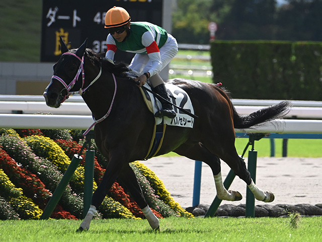 【シンザン記念】バルセシート、モノポリオらが登録