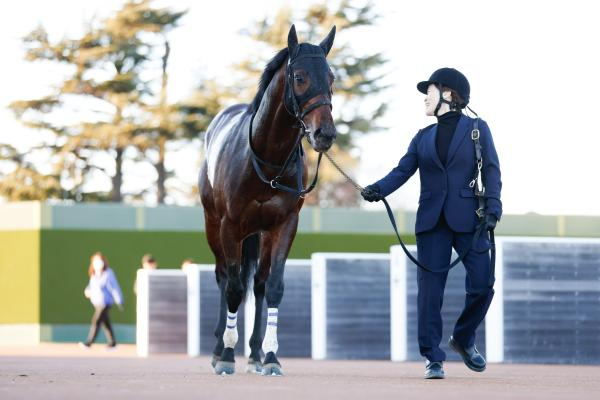 【フェアリーS AI予想】血統面は魅力十分!? AIはキャリアの浅い伏兵を注目馬に指名