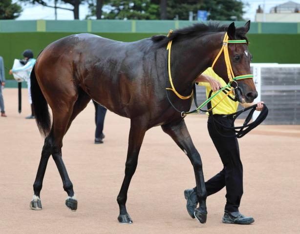 【フェアリーS】前走不完全燃焼のトラスコンガーデン逆襲へ　竹内調教師「ほとんどが1勝クラスのメンバーであれば」