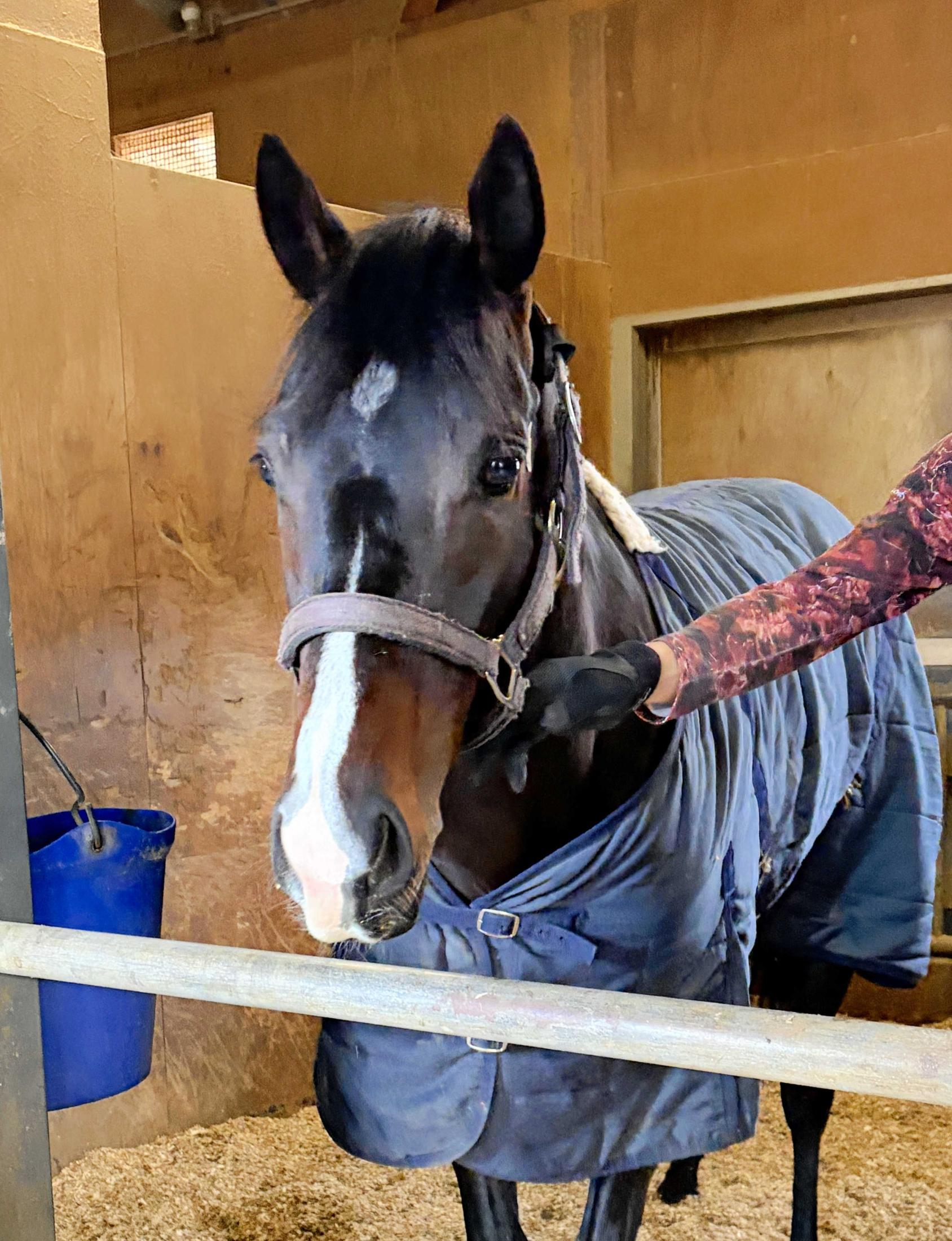 【シンザン記念】アルトラムス　真価発揮！名手・レーンも認めた素質馬　奥村助手「全く心配ない」岩田望への乗り代わりも不安皆無