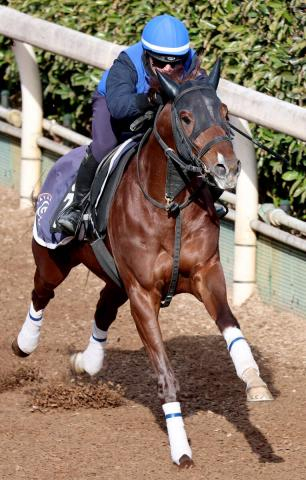 【京成杯】伸びしろ十分のパラディオンが波乱を演出する　高柳大調教師「ジョッキーも反応が速かったと言っていました」