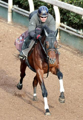 【京成杯】3戦すべて上がり最速マテンロウゲイルは坂路で力強い動き　野中調教師「ポテンシャルはある」